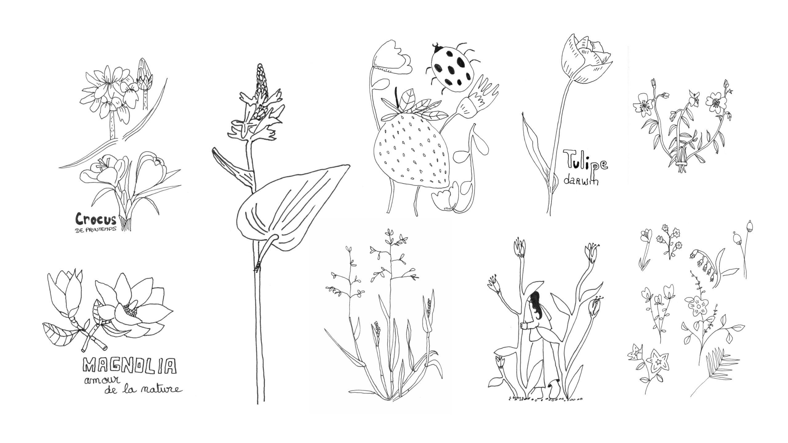 Illustration botanique de fleurs sauvages dessinées à la main par Hedel Studio