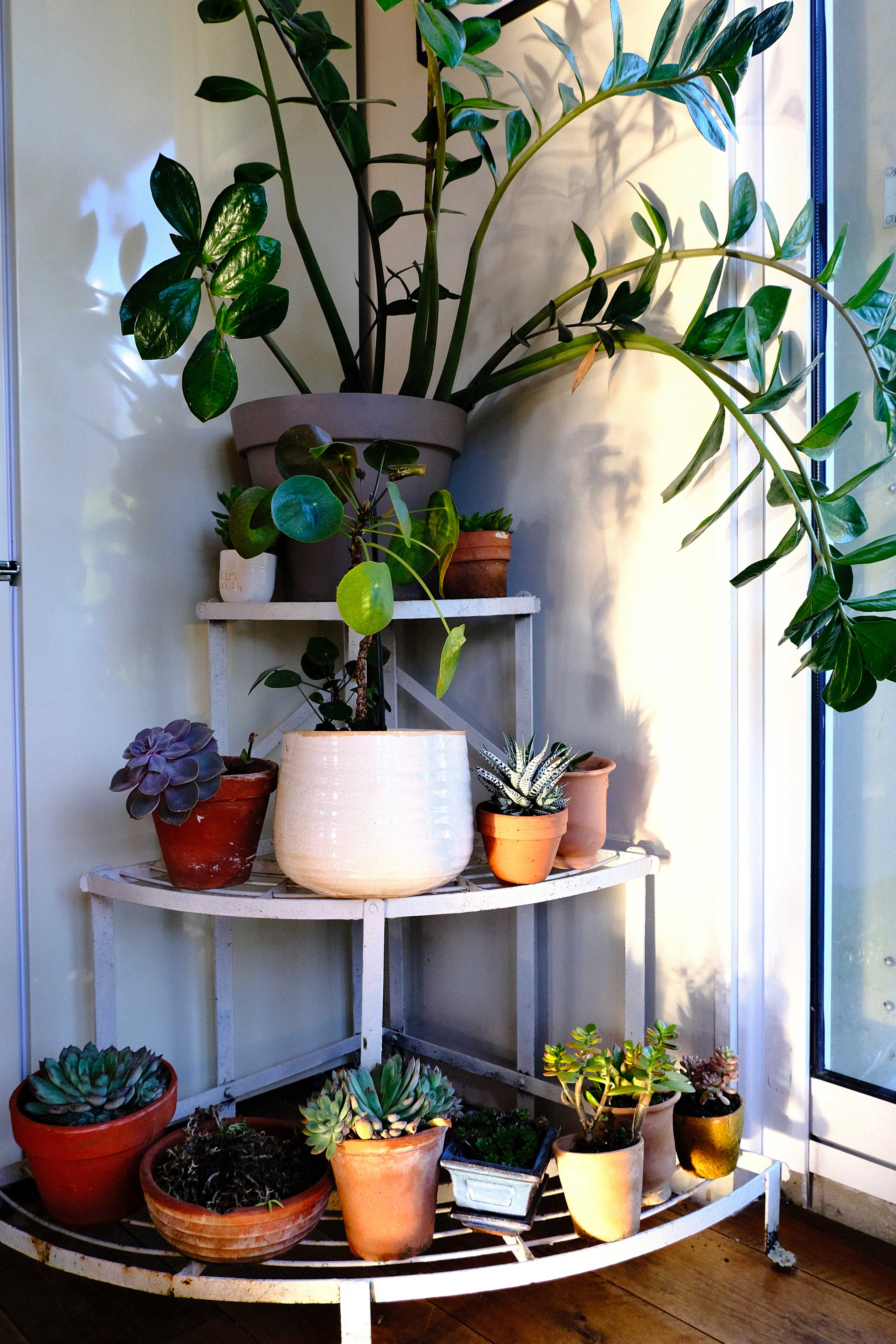 succulentes, dessin, design, inspiration