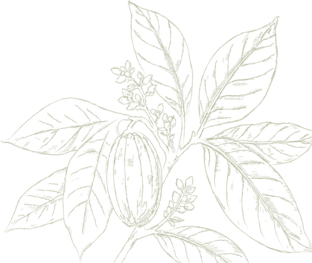 dessin à la main botanique cacaoyer gravure