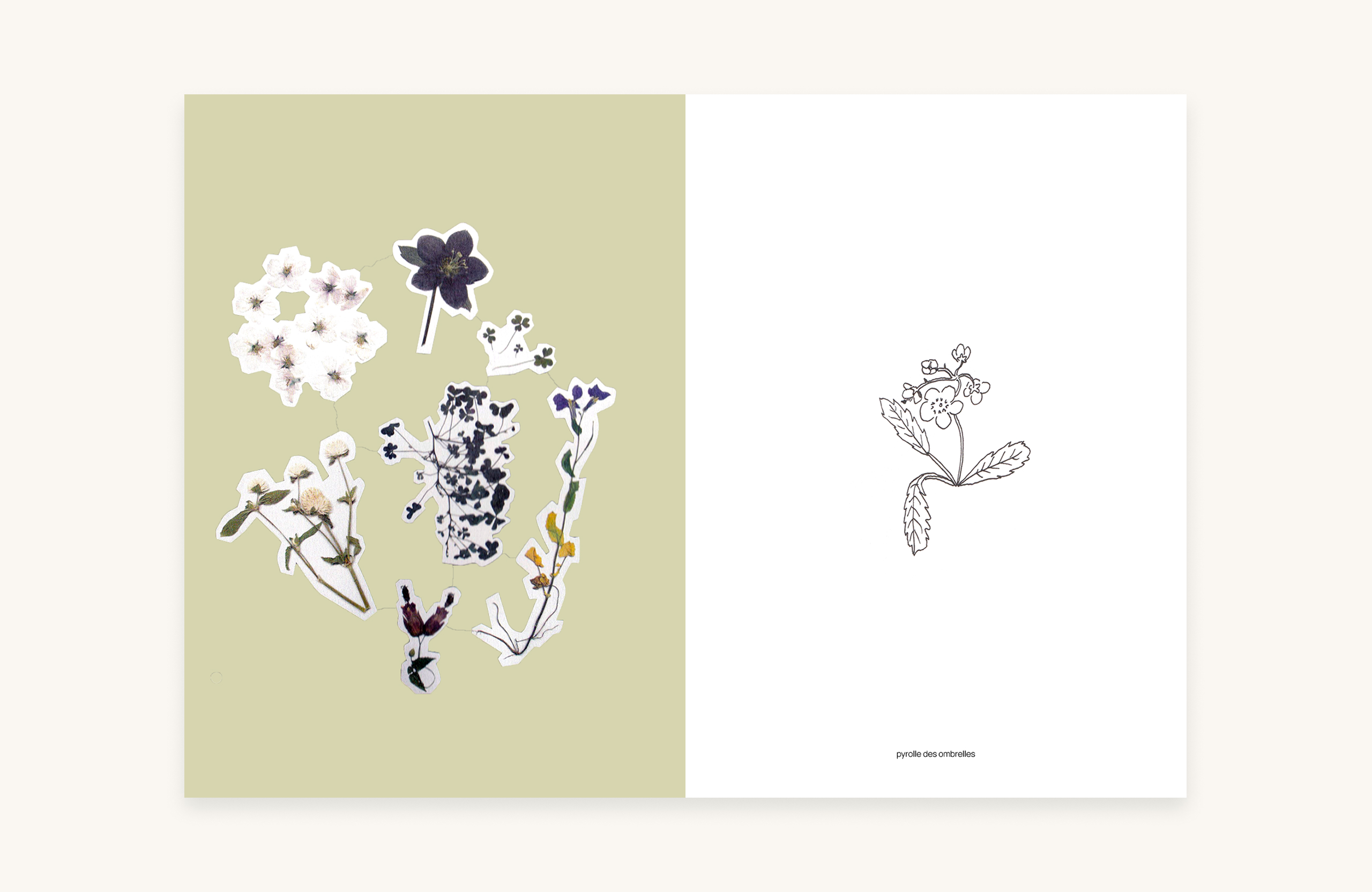 Illustration contemporaine de plante vivace, style botanique et poétique