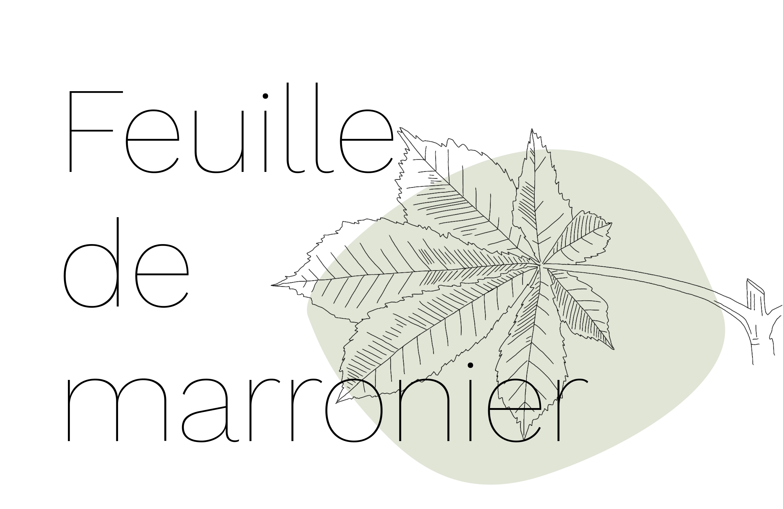 illustration botanique de fleur sauvage – Hedel Studio